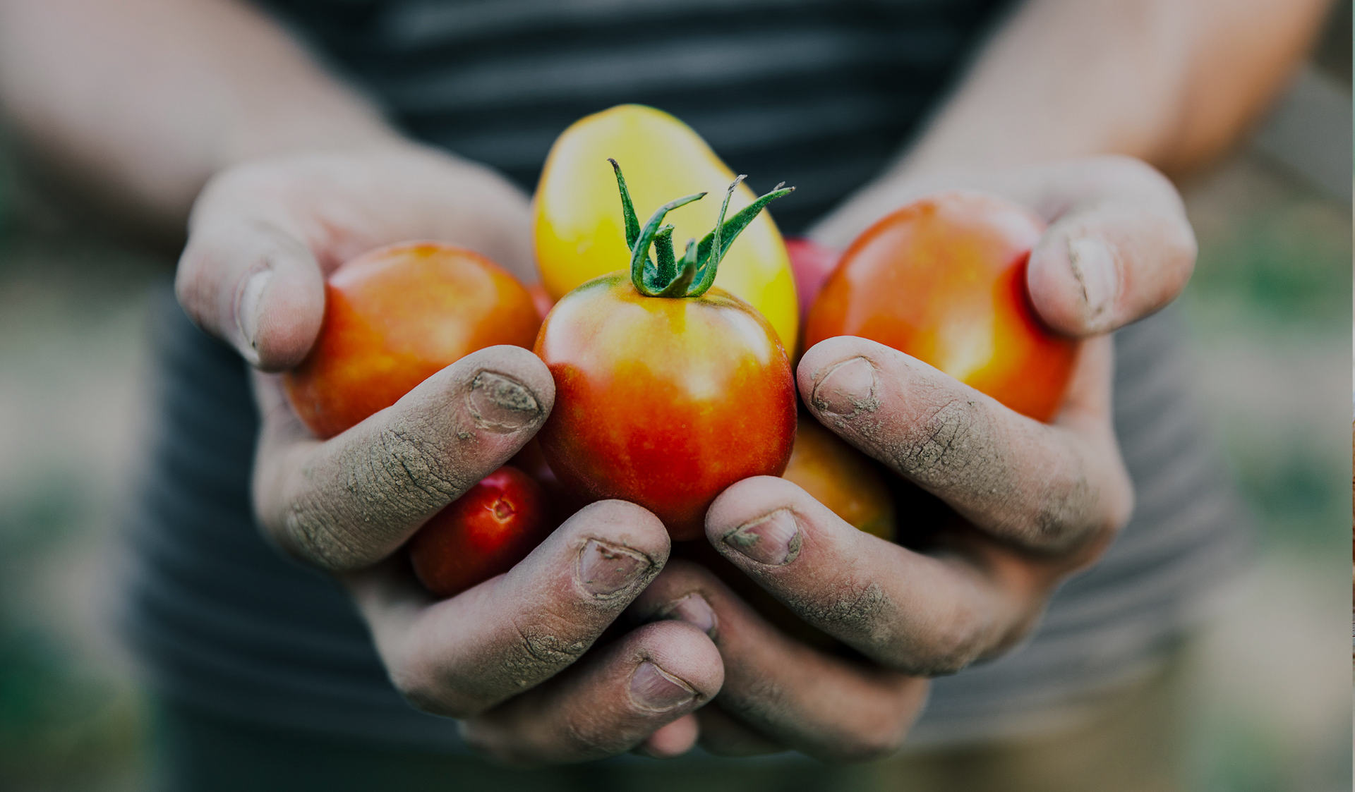 Mani di un agricoltore sardo con pomodori appena raccolti